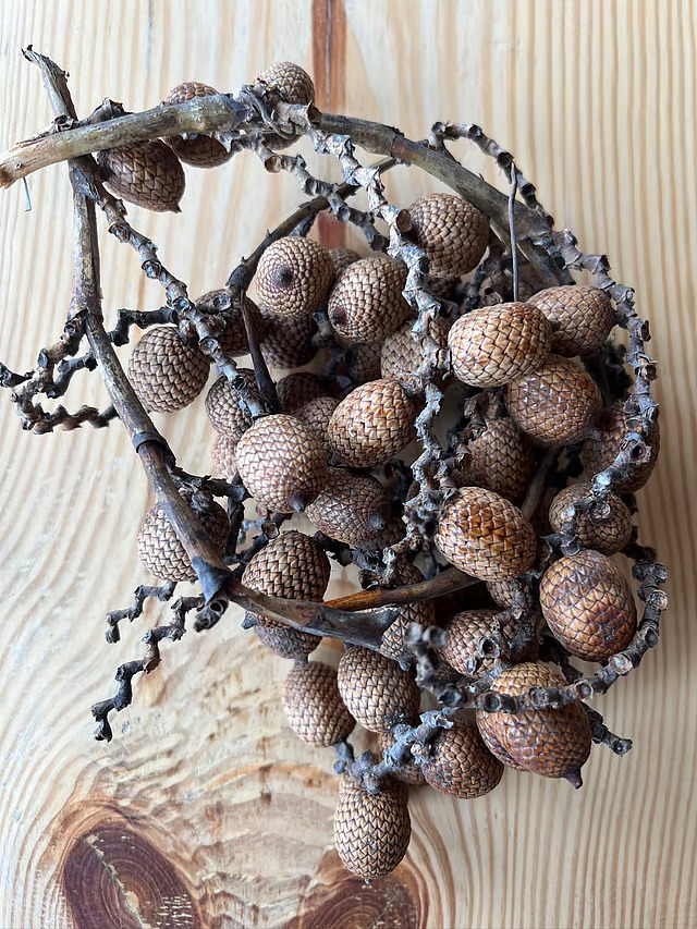 Cane fruit cluster