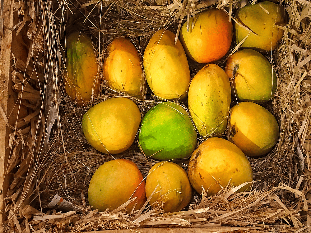 Trail Of The Alphonso, The Star Of Indian Summer