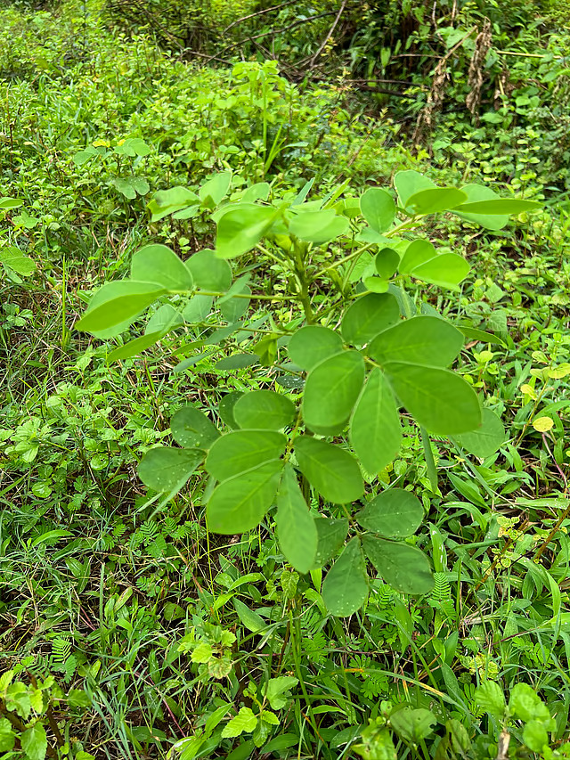 Takla