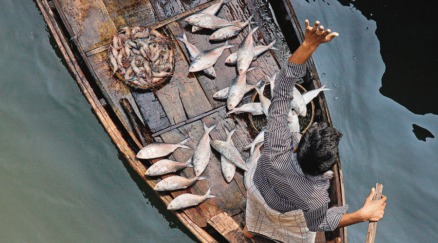 Ilish(Hilsa)