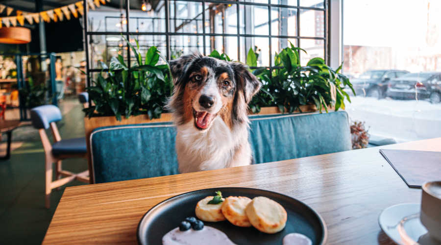 Top 5 Pet-Friendly Cafes In Delhi NCR For A Date With Your Furry Friend