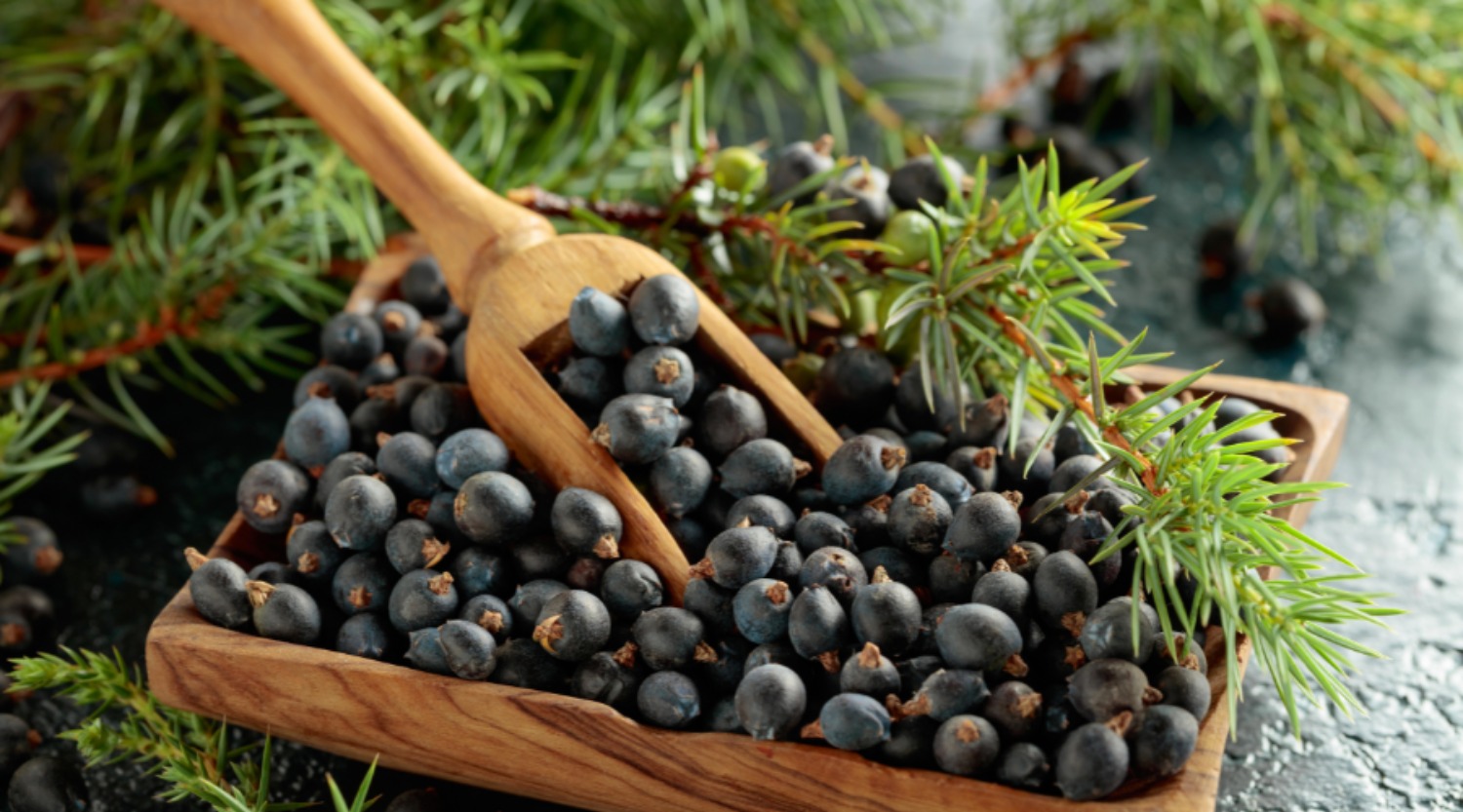 Juniper berries 