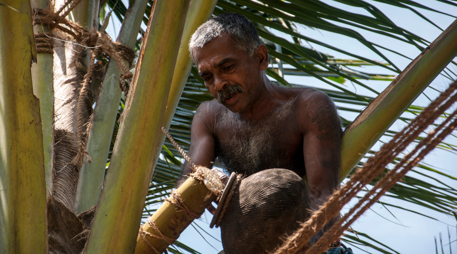 Farmers extracting the coconut sap from the trees