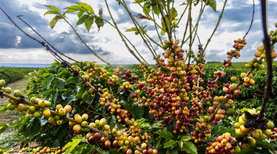 India's coffee production. 